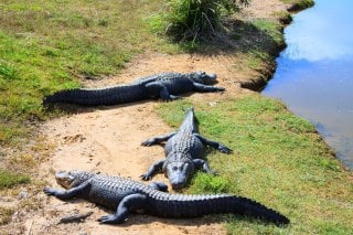 crocodiles-cote-ouest-itineraires-road-trip