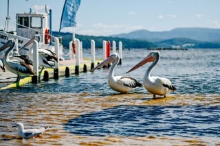 pelicans-cote-sud-itineraires-road-trip