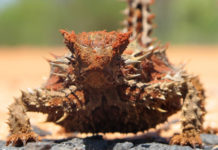 Thorny Devil in Uluru-Kata Tjuta National Park, NT