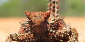 Thorny Devil in Uluru-Kata Tjuta National Park, NT