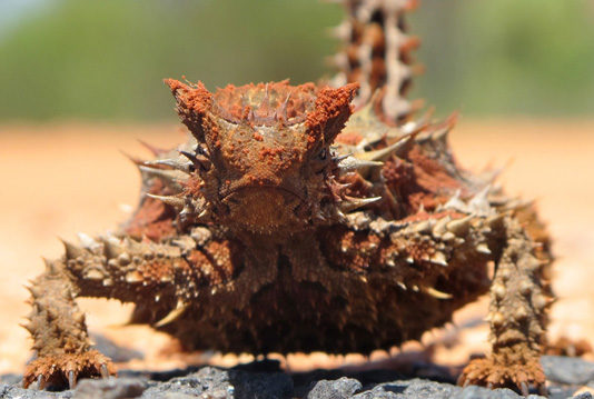 Thorny Devil in Uluru-Kata Tjuta National Park, NT