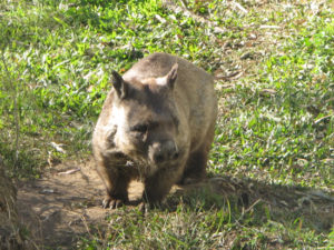 WOMBAT in Rockhampton Zoo - QLD