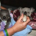 little-koala-bear-twins-5