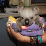 little-koala-bear-twins-7