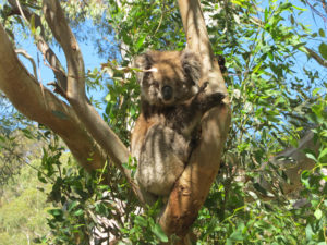 Petit arrêt devant le koala