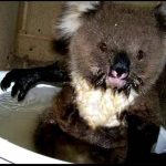 Koala australie