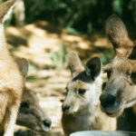 blog Australie WHV