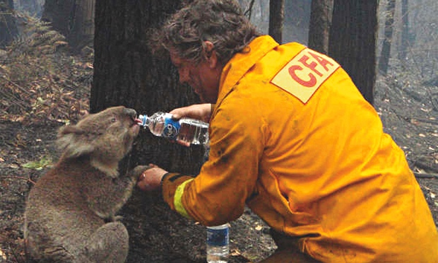 Incendies koala pompier