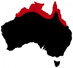 regions-crocodile-australie