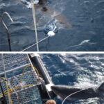 Shark Cage Diving 2