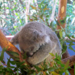 Bébé Koala