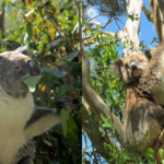 Koalas Australie