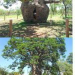Derby baobabs