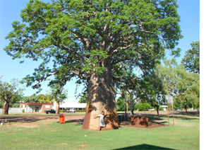 Derby baobabs, Western Australia