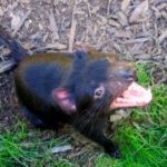 Diable tasmanie