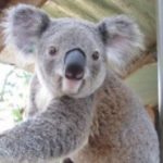 photo Koala