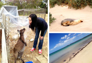 Woofing kangaroo island expérience australie2