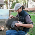 Wombat Australie