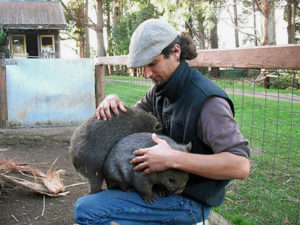 Le Wombat Faune Australienne