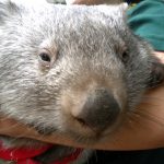 Wombat faune australie