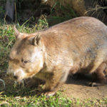 Wombat Alimentation