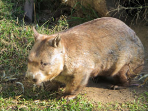 Le Wombat alimentation Australie