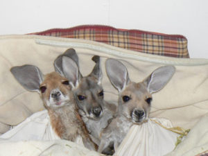 Bébés kangourous au lit
