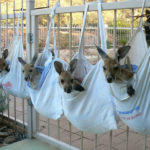 Bébés kangourous dans leur poche