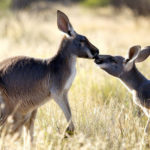Kangourous kissing