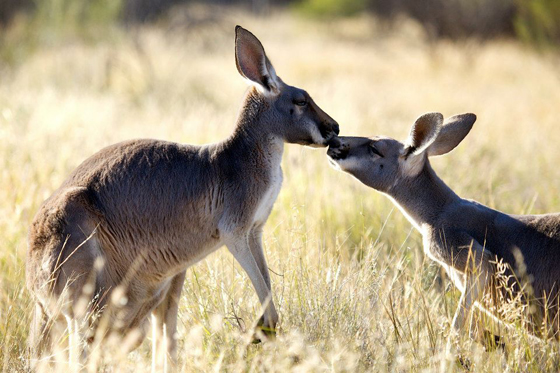 kangaroos kissing