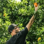 Fruit picking oranges australie
