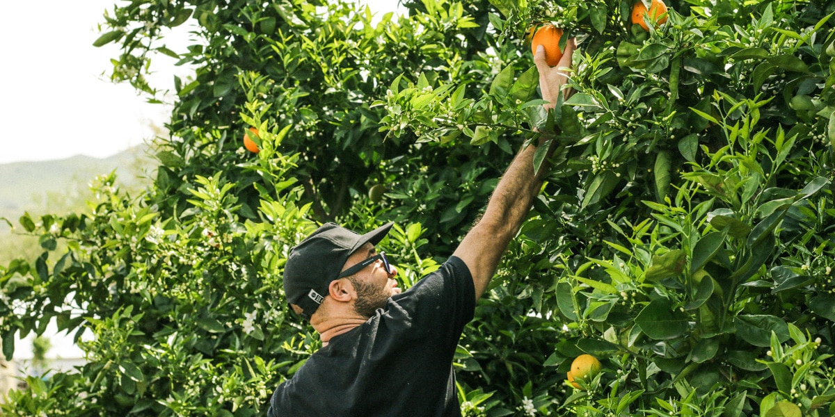 Fruit Picking Oranges Waikerie Backpackers WHV