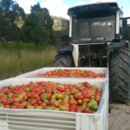 Fruit picking de tomates en Australie