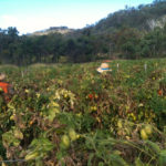 Backpackers en train de faire du Fruit picking de tomates