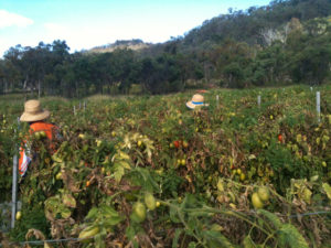 Fruit picking tomates à Stanthorpe dans le Queensland