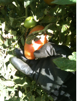 Tomatoes Fruit Picking Australia