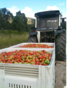 Fruit picking tomates Stanthorpe Queensland Australie