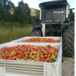 Expérience fruit picking en Australie