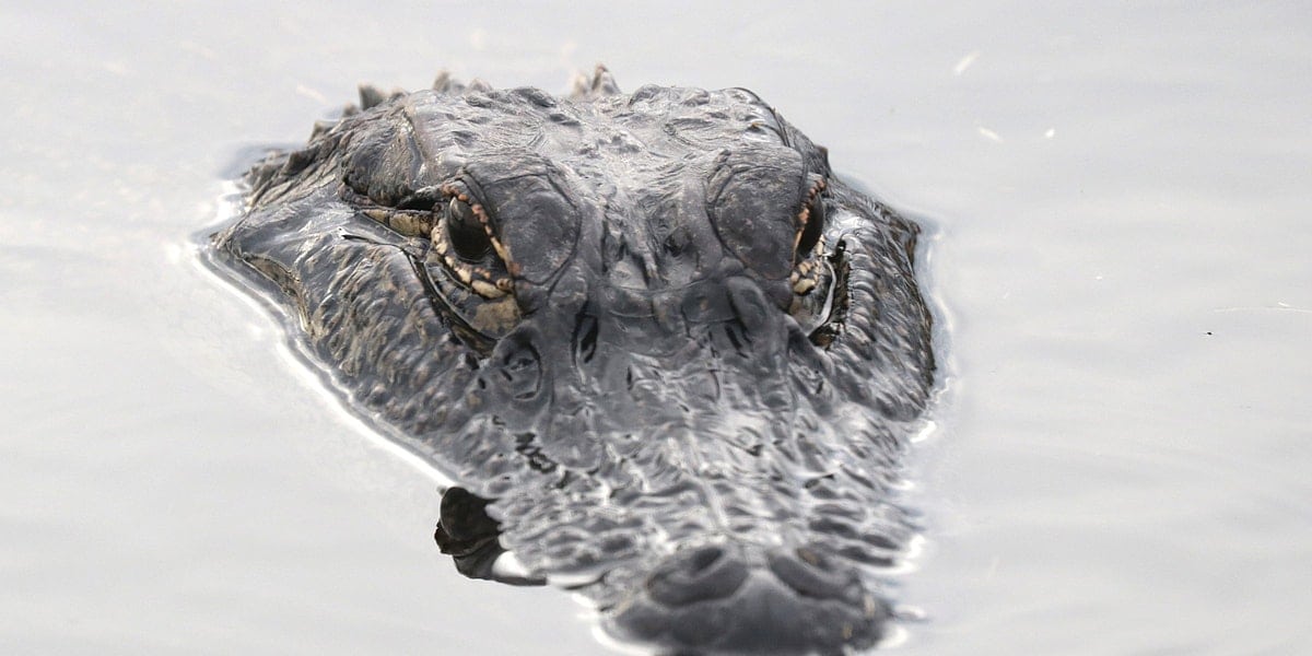 Attaque Crocodile Français Australie