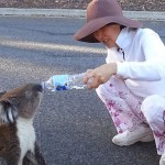 Koala assoiffé australie 4