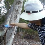 Koala assoiffé australie 2