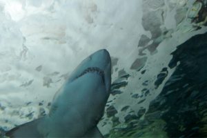 Attaques requins Western Australia 3