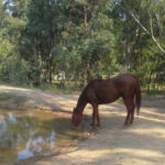 Travailler avec des chevaux en Australie