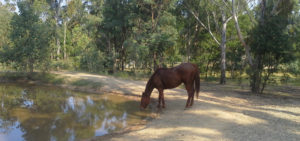 Travailler woofing chevaux Australie