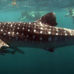 Plonger requins baleines Exmouth australie