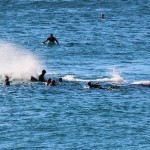 Baleine Bondi Beach Sydney Australie