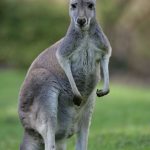 Kangaroo South Australia