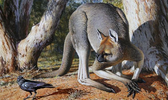 Kangourou géant Australie Mega faune