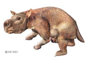 Wombat géant Diprotodon Australie