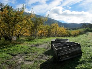 Frui Picking récoltes pommes Tasmanie